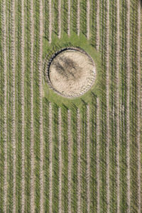 Nature, landscape, Borgo, Val Sulgana, aerial shot, meadow, fields, way, wine-growing, summer, Trentino, Italy Nature, landscape, Borgo, Val Sulgana, aerial shot, meadow, fields, way, wine-growing, summer, Trentino, Italy